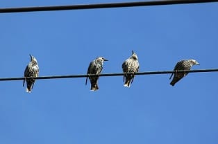 ptaki-na-kablu Zawarcie umowy dystrybucyjnej